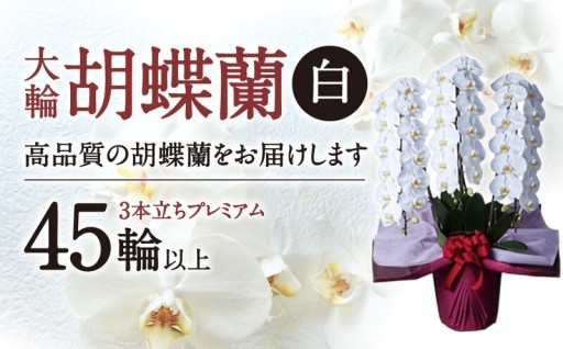 真心を込めた最高級の贈り物。東近江市産の大輪胡蝶蘭プレミアムは、たくさんの方に喜ばれています。