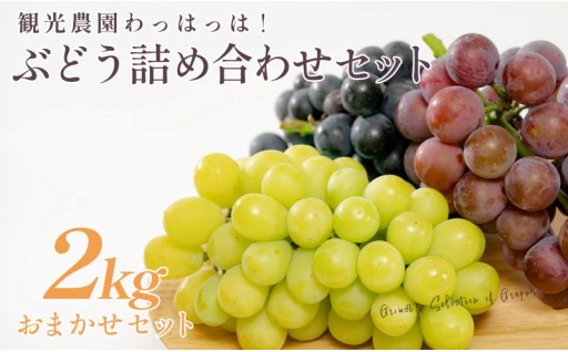 ぶどう狩りで大人気「観光農園わっはっは!」旬のぶどう人気3種をお届け