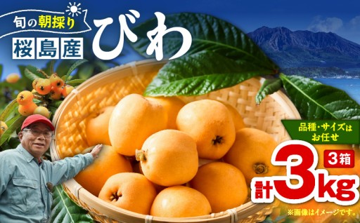 旬の朝採り！ 鹿児島 桜島産びわ 3箱（秀品）✨