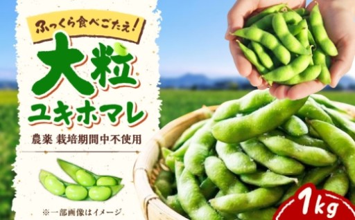 夏限定！農薬不使用の大粒枝豆1kg
