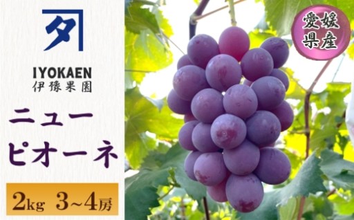 🍇先行予約受付中🍇ニューピオーネ 約2kg✨
