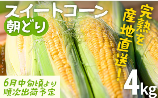 【先行予約受付中🔔】朝採り　完熟スイートコーン 4kg