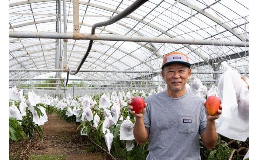 贈答用インカジ・トゥ・パリ完熟マンゴー 約1kg