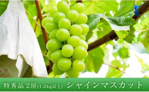 糖度が高く、酸味少なめシャインマスカット