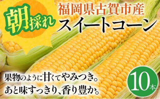 【予約受付、再開しました🌽】とうもろこし 朝採りスイートコーン（10本）