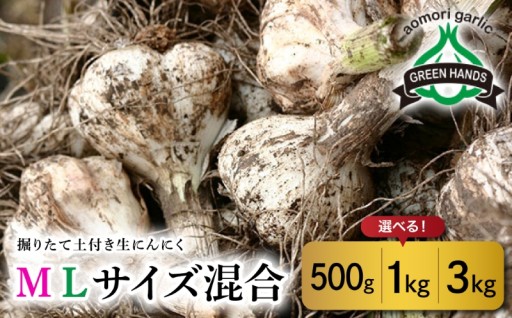 【選べる数量】【2026年6月下旬発送開始】🧄掘りたて 生 にんにく ＭＬ サイズ混合🧄