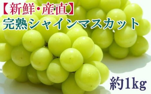 ★先行受付★[新鮮・産直]和歌山県産完熟シャインマスカット約1kg 