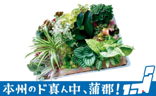 蒲郡市で栽培した観葉植物セットをお届けします！