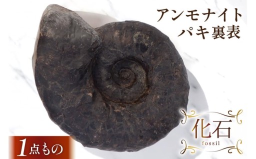 太古のロマン!魅力溢れるアンモナイト