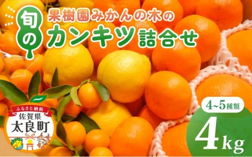 果樹園みかんの木の旬のカンキツ詰合せ 約4kg