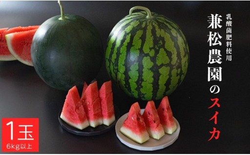 🍉丸ごと1玉、夏の味覚。甘くてジューシーな大玉スイカを産地直送