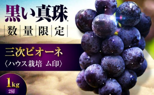 ＼数量・期間限定／ブランドぶどう「三次ピオーネ」