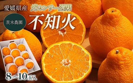 樹上完熟で仕上げた、濃厚で贅沢な不知火。順次発送