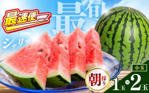 【 最速便 ！ 順次出荷中！ 】小玉スイカ 熊本和水町産 スイカ 小玉 1玉 or 2玉 