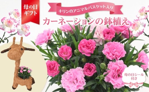 【母の日ギフト】キリンのカーネーションポット🦒💕