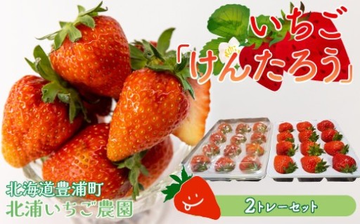 【2026年5月以降順次出荷】いちご「けんたろう」大玉24粒