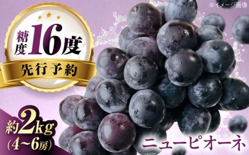 【甘みと酸味の絶妙なバランス】 内子町ニューピオーネ