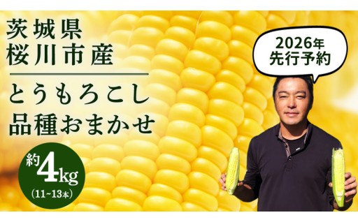 甘くてジューシー！桜川市産のとうもろこし🌽✨