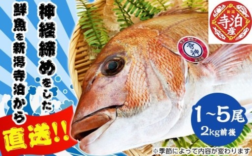 寺泊漁協独自の神経締めを施したブランド鮮魚！