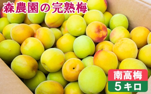 森農園の完熟梅(南高梅) 5kg