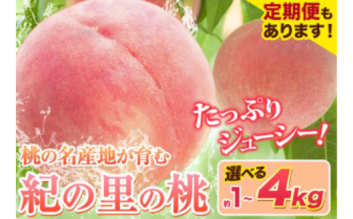 【お試しサイズや定期便まで！】桃の一大産地・和歌山より直送 紀の里の桃！
