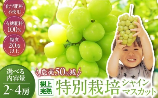 令和8年発送 樹上完熟シャインマスカット