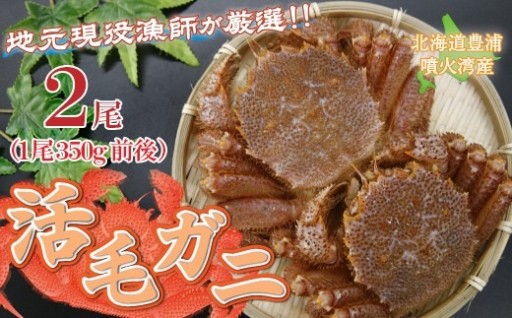 【地元現役漁師が厳選】活毛ガニ2尾（1尾350g前後）