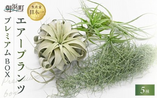 【🌿土がいらない植物⁉️】南紀グリーンハウスのエアープランツプレミアムBOX