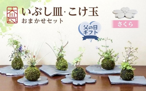 いぶし皿（さくら）・こけ玉おまかせ　セット