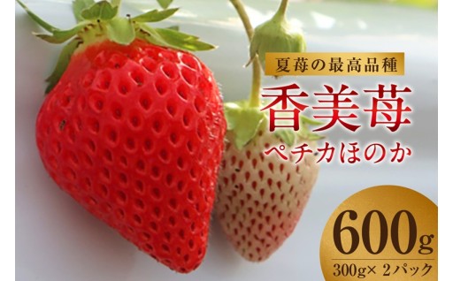 夏に味わえる奇跡✨夏イチゴの最高級品種「ペチカほのか」🍓💕