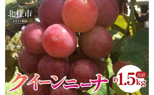 【2026年発送 先行予約】クイーンニーナ 約1.5kg