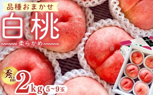 あかつき、いけだ、川中島白桃から１品種お届け！🍑