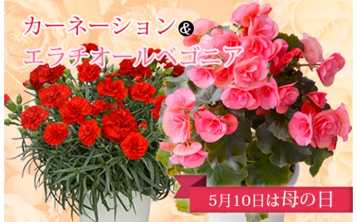 母の日の贈り物に💐お花を！　受付終了間近‼