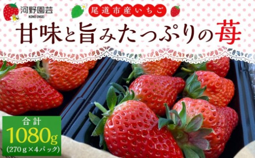 河野園芸の完熟いちご４パック ＜2026年1月から発送開始＞