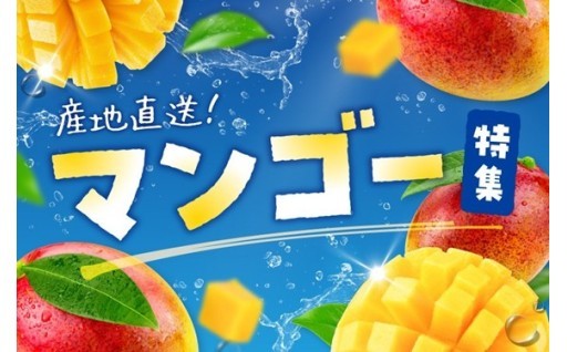 産地直送！マンゴー特集