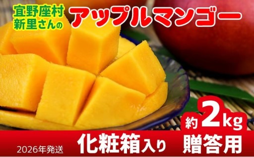 【2026年発送】宜野座村の新里守清さんのアップルマンゴー贈答用（約2kg） 