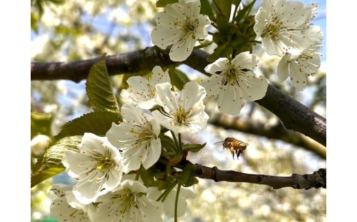 さくらんぼの花が満開です🌸