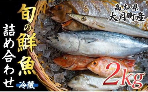 高知から届く鮮魚！何が届くかお楽しみワクワク便！