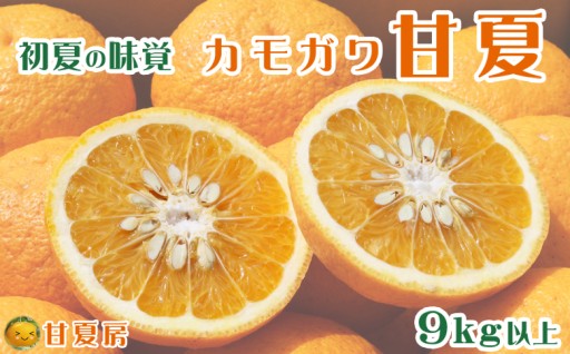 鴨川産『初夏の甘夏』が発送開始！受付は5月24日まで！