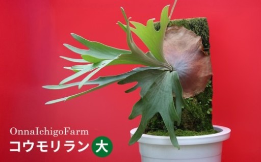 【OnnaIchigoFarm】コウモリラン