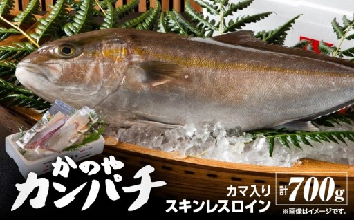 かのやカンパチスキンレスロイン（カマ入）　計700g をご紹介✨🌊
