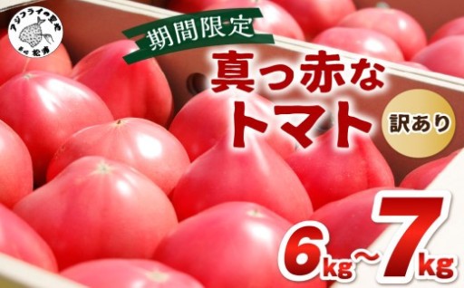 🍅 期間限定のお礼品【2026年6月14日まで】🍅