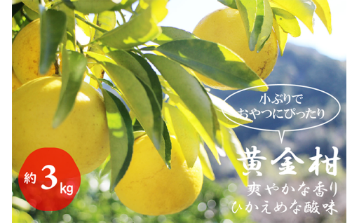 黄金柑（約3kg）