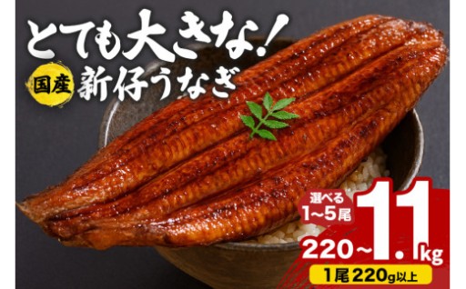 超特大!やわらか 国内産うなぎ蒲焼 選べる 1尾～5尾 (220～250g×1尾～5尾) 