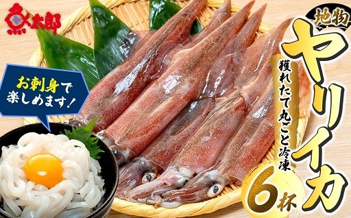 新鮮なヤリイカを丸ごと冷凍　地物ヤリイカ