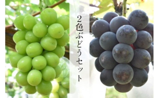 【先行予約】2色詰め安来ぶどう詰合せ 約1.4kg【2房】