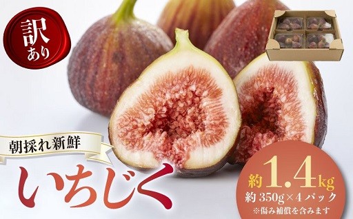 【先行予約】2026年8月中旬~出荷 訳ありいちじく 約1.4kg