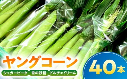 【千葉県産】ヤングコーン40本