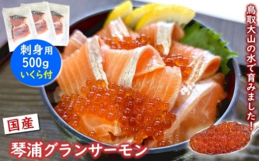国産とっとり琴浦グランサーモン刺身用500g いくら付