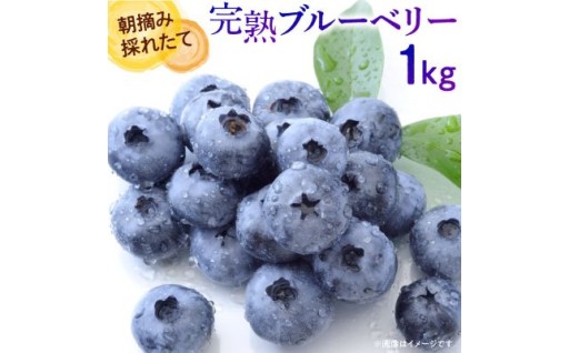 朝摘み完熟フレッシュブルーベリー！